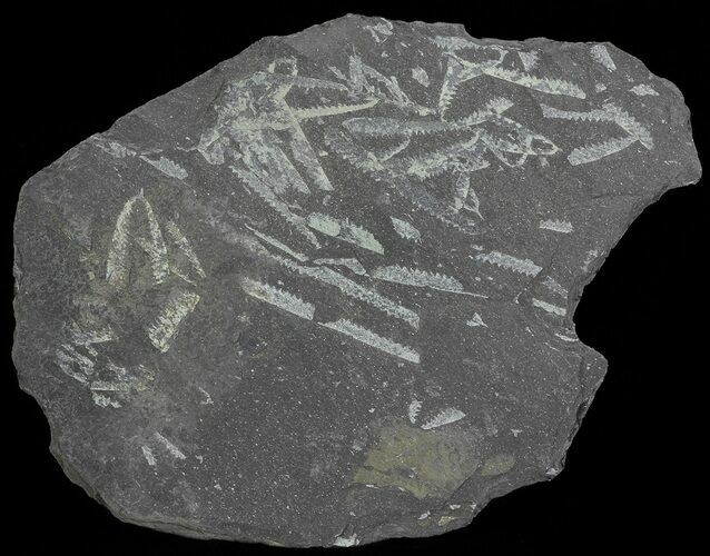 Fossil Graptolites (Didymograptus) - Great Britain #66624